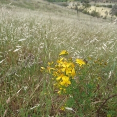 Hypericum perforatum at Belconnen, ACT - 12 Nov 2017 11:22 AM