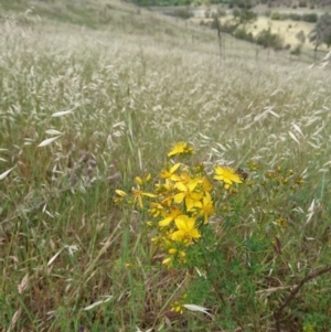 Hypericum perforatum at Belconnen, ACT - 12 Nov 2017