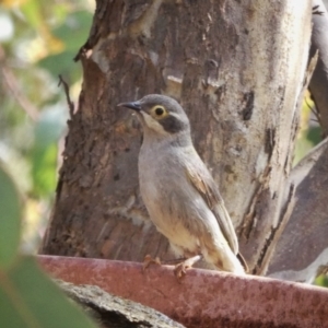 Melithreptus brevirostris at Googong, NSW - 12 Nov 2017 04:07 PM