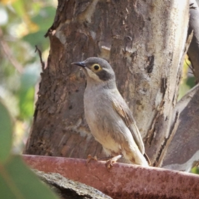 Melithreptus brevirostris (Brown-headed Honeyeater) at Googong, NSW - 12 Nov 2017 by Wandiyali