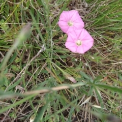 Convolvulus angustissimus subsp. angustissimus (Australian Bindweed) at Mount Painter - 12 Nov 2017 by ClubFED