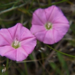 Convolvulus angustissimus subsp. angustissimus at Belconnen, ACT - 12 Nov 2017 11:30 AM