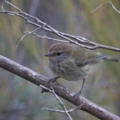 Acanthiza lineata (Striated Thornbill) at Googong, NSW - 11 Nov 2017 by Wandiyali