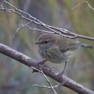 Acanthiza lineata at Googong, NSW - 11 Nov 2017