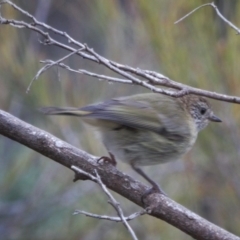 Acanthiza lineata at Googong, NSW - 11 Nov 2017