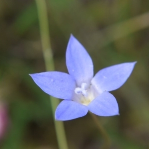 Wahlenbergia sp. at Belconnen, ACT - 12 Nov 2017