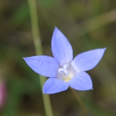 Wahlenbergia sp. (Bluebell) at Mount Painter - 12 Nov 2017 by ClubFED
