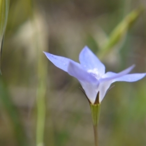 Wahlenbergia sp. at Belconnen, ACT - 12 Nov 2017 11:30 AM