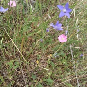 Wahlenbergia sp. at Belconnen, ACT - 12 Nov 2017 11:30 AM