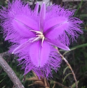 Thysanotus tuberosus subsp. tuberosus at Kambah, ACT - 12 Nov 2017 04:38 PM