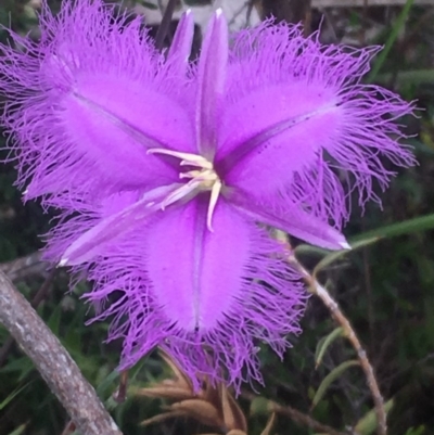 Thysanotus tuberosus subsp. tuberosus (Common Fringe-lily) at Kambah, ACT - 12 Nov 2017 by George