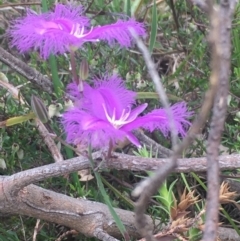 Thysanotus tuberosus subsp. tuberosus at Kambah, ACT - 12 Nov 2017 04:38 PM