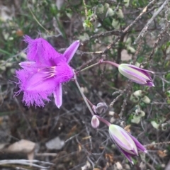 Thysanotus tuberosus subsp. tuberosus at Kambah, ACT - 12 Nov 2017 04:38 PM