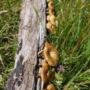 Lentinus arcularius at Belconnen, ACT - 12 Nov 2017 12:38 PM