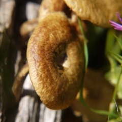 Lentinus arcularius at Belconnen, ACT - 12 Nov 2017