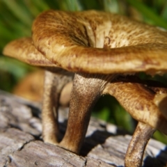 Lentinus arcularius at Belconnen, ACT - 12 Nov 2017 12:38 PM