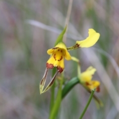 Diuris sulphurea (Tiger Orchid) at Mount Majura - 12 Nov 2017 by petersan