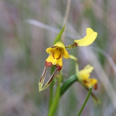 Diuris sulphurea (Tiger Orchid) at Canberra Central, ACT - 12 Nov 2017 by petersan