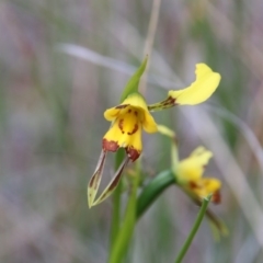 Diuris sulphurea (Tiger Orchid) at Canberra Central, ACT - 12 Nov 2017 by petersan