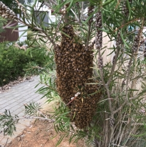 Apis mellifera at Watson, ACT - 12 Nov 2017 05:45 PM