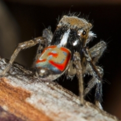 Maratus pavonis (Dunn's peacock spider) at Jerrabomberra Wetlands - 11 Nov 2017 by DerekC