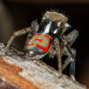 Maratus pavonis at Kingston, ACT - 11 Nov 2017