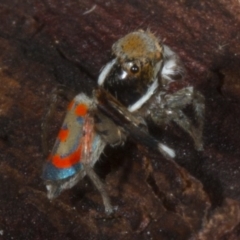 Maratus pavonis at Kingston, ACT - 11 Nov 2017