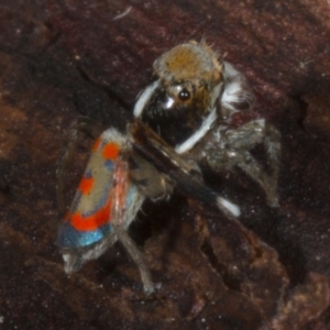 Maratus pavonis at Kingston, ACT - 11 Nov 2017