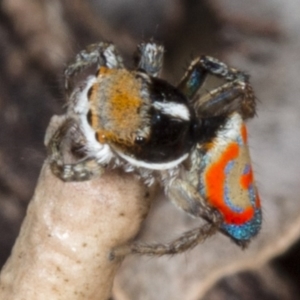 Maratus pavonis at Kingston, ACT - 11 Nov 2017