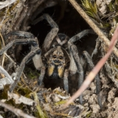 Lycosidae (family) (Unidentified wolf spider) at Gungaderra Grasslands - 10 Nov 2017 by DerekC