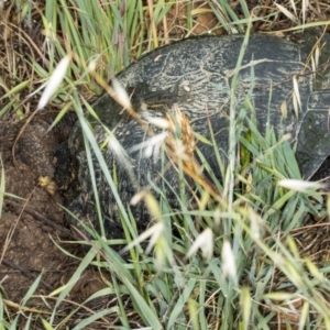 Chelodina longicollis at Fyshwick, ACT - 11 Nov 2017