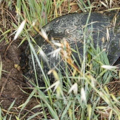 Chelodina longicollis (Eastern Long-necked Turtle) at Fyshwick, ACT - 11 Nov 2017 by DerekC