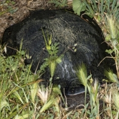 Chelodina longicollis (Eastern Long-necked Turtle) at Fyshwick, ACT - 11 Nov 2017 by DerekC