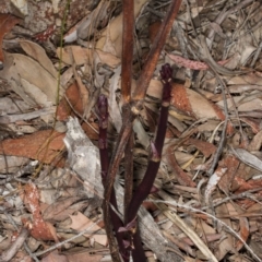 Dipodium sp. (A Hyacinth Orchid) at Crace, ACT - 10 Nov 2017 by DerekC