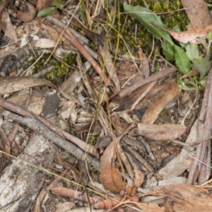 Dipodium sp. at Crace, ACT - 10 Nov 2017