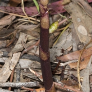 Dipodium sp. at Gungahlin, ACT - suppressed