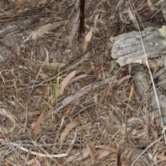 Dipodium sp. at Gungahlin, ACT - 10 Nov 2017