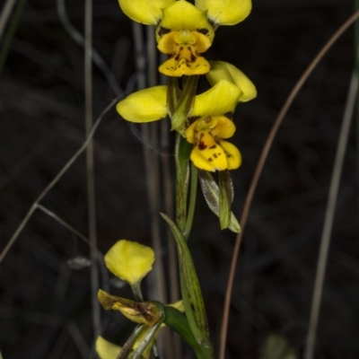 Diuris sulphurea (Tiger Orchid) at Gungahlin, ACT - 10 Nov 2017 by DerekC