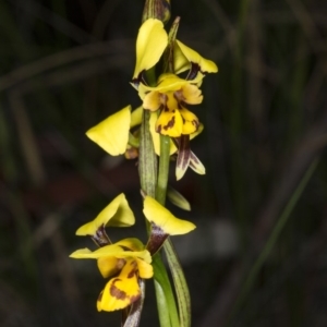 Diuris sulphurea at Gungahlin, ACT - 10 Nov 2017