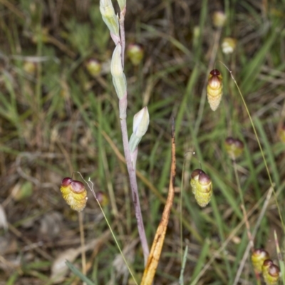 Thelymitra (Genus) (Sun Orchid) at Gungahlin, ACT - 10 Nov 2017 by DerekC
