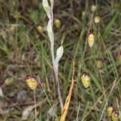 Thelymitra sp. (A Sun Orchid) at Gungaderra Grasslands - 10 Nov 2017 by DerekC