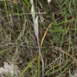 Thelymitra sp. at Gungahlin, ACT - suppressed