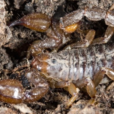 Urodacus manicatus (Black Rock Scorpion) at Point 3852 - 14 Oct 2017 by DerekC