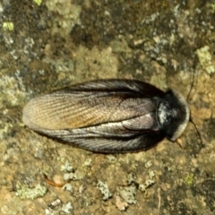 Laxta granicollis (Common bark or trilobite cockroach) at Namadgi National Park - 8 Nov 2017 by Jek
