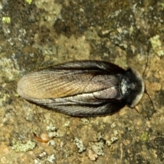 Laxta granicollis (Common bark or trilobite cockroach) at Tennent, ACT - 8 Nov 2017 by Jek