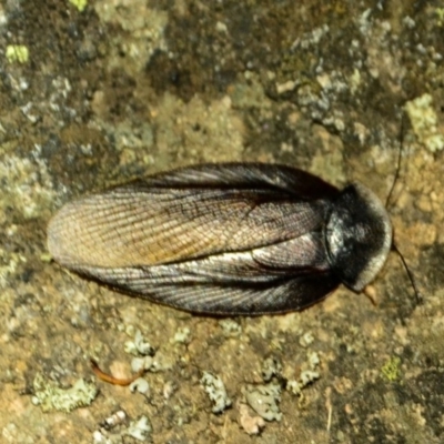 Laxta granicollis (Common bark or trilobite cockroach) at Tennent, ACT - 8 Nov 2017 by Jek