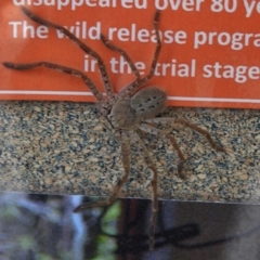 Isopeda (genus) (Huntsman Spider) at Paddys River, ACT - 12 Nov 2017 by JohnBundock