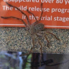 Isopeda sp. (genus) (Huntsman Spider) at Tidbinbilla Nature Reserve - 12 Nov 2017 by JohnBundock