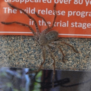 Isopeda sp. (genus) at Paddys River, ACT - 12 Nov 2017 11:51 AM