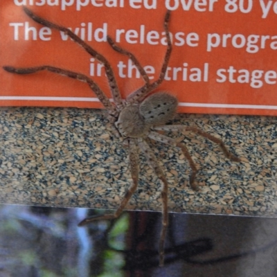 Isopeda (genus) (Huntsman Spider) at Paddys River, ACT - 12 Nov 2017 by JohnBundock